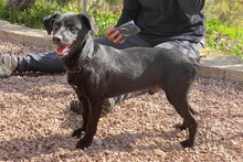 BLACK, Hund, Pinscher-Mix in Salzkotten - Bild 21