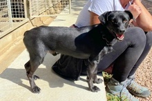 BLACK, Hund, Pinscher-Mix in Salzkotten - Bild 22