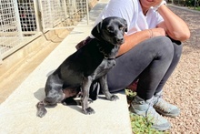 BLACK, Hund, Pinscher-Mix in Salzkotten - Bild 23