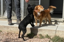 BLACK, Hund, Pinscher-Mix in Salzkotten - Bild 25