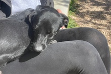 BLACK, Hund, Pinscher-Mix in Salzkotten - Bild 26