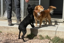 BLACK, Hund, Pinscher-Mix in Salzkotten - Bild 33
