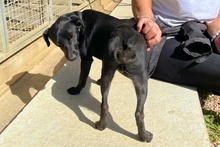 BLACK, Hund, Pinscher-Mix in Salzkotten - Bild 35