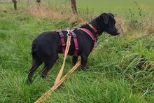 BLACK, Hund, Pinscher-Mix in Salzkotten - Bild 4