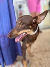 NANCY, Hund, Podenco in Spanien - Bild 1