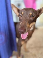 NANCY, Hund, Podenco in Spanien - Bild 2