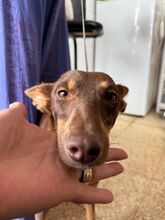 NANCY, Hund, Podenco in Spanien - Bild 4