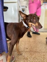 NANCY, Hund, Podenco in Spanien - Bild 6