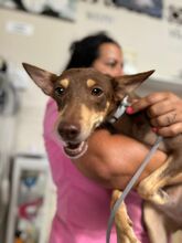 NELLY, Hund, Podenco in Spanien - Bild 1