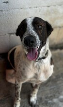 MOLLETE, Hund, Pointer-Mix in Spanien - Bild 4