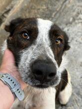 MOLLETE, Hund, Pointer-Mix in Spanien - Bild 5