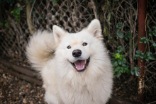 SNOW, Hund, Samojede-Mix in Kroatien - Bild 1