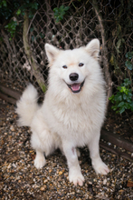 SNOW, Hund, Samojede-Mix in Kroatien - Bild 2