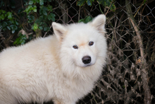 SNOW, Hund, Samojede-Mix in Kroatien - Bild 3