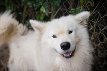 SNOW, Hund, Samojede-Mix in Kroatien - Bild 4