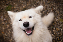 SNOW, Hund, Samojede-Mix in Kroatien - Bild 5