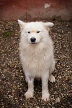 SNOW, Hund, Samojede-Mix in Kroatien - Bild 6