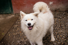 SNOW, Hund, Samojede-Mix in Kroatien - Bild 7