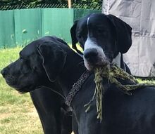 DEX, Hund, Deutsche Dogge in Schwalmtal - Bild 2