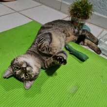 MARLEY, Katze, Hauskatze in Lampertheim