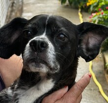 AMELIA, Hund, Boston Terrier-Mix in Spanien - Bild 1