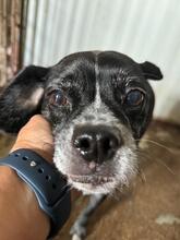 AMELIA, Hund, Boston Terrier-Mix in Spanien - Bild 6