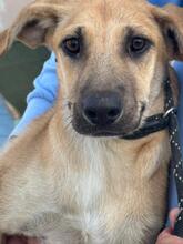 DOMINICA, Hund, Malinois-Mix in Rosbach