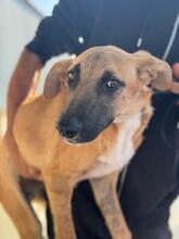 CUBA, Hund, Malinois-Mix in Spanien - Bild 1