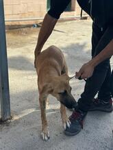 CUBA, Hund, Malinois-Mix in Spanien - Bild 3