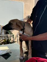 CUBA, Hund, Malinois-Mix in Spanien - Bild 5