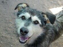JOKER, Hund, Mischlingshund in Rumänien - Bild 4