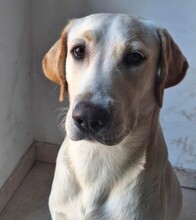 GUZ, Hund, Labrador Retriever in Malta - Bild 1