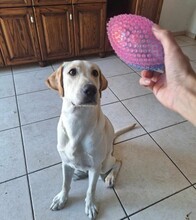 GUZ, Hund, Labrador Retriever in Malta - Bild 2