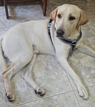 GUZ, Hund, Labrador Retriever in Malta - Bild 4