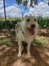 GALLETA, Hund, Mischlingshund in Spanien