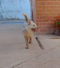 GALLETA, Hund, Mischlingshund in Spanien - Bild 2