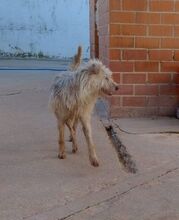 GALLETA, Hund, Mischlingshund in Spanien - Bild 5