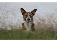 HALMA, Hund, Mischlingshund in Endschütz