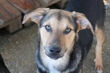 IKE, Hund, Mischlingshund in Rumänien - Bild 1