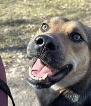 IKE, Hund, Mischlingshund in Wien