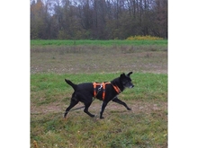 JAYDA, Hund, Mischlingshund in München - Bild 11