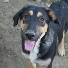 FINNEGAN, Hund, Mischlingshund in Rumänien - Bild 4