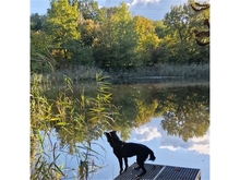 CIPRIAN, Hund, Mischlingshund in Goslar - Bild 10