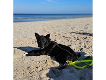 CIPRIAN, Hund, Mischlingshund in Goslar - Bild 6