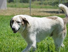 THANOS, Hund, Mischlingshund in Griechenland - Bild 2