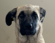 LULU, Hund, Herdenschutzhund-Mix in Kroatien