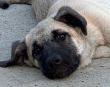 LULU, Hund, Mischlingshund in Kroatien - Bild 11