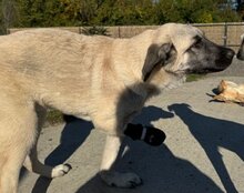 LULU, Hund, Mischlingshund in Kroatien - Bild 2