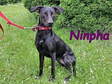 NINPHA, Hund, Mischlingshund in Bochum