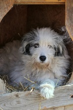 FINE, Hund, Mischlingshund in Rumänien - Bild 9
